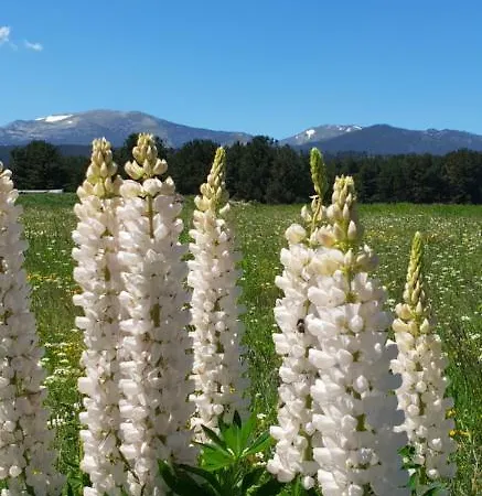 Cal Tistu Appartamento *